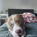 Funny pets 789